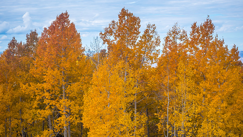 fall colors near denver
